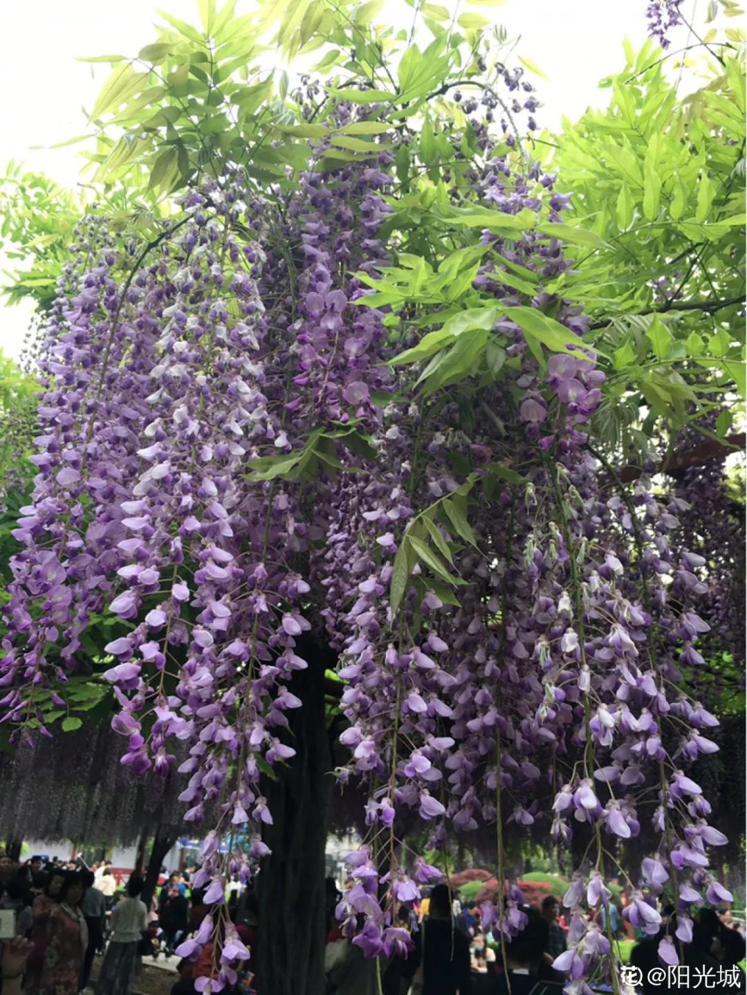 春天开的花有哪些常见又漂亮,十大名花在春天开的有哪些