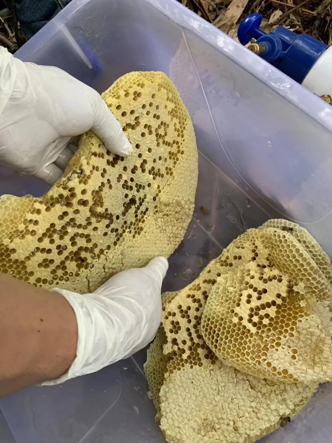 蜜蜂是如何进行诱蜂的方法,开春蜜蜂大量产雄蜂怎么处理