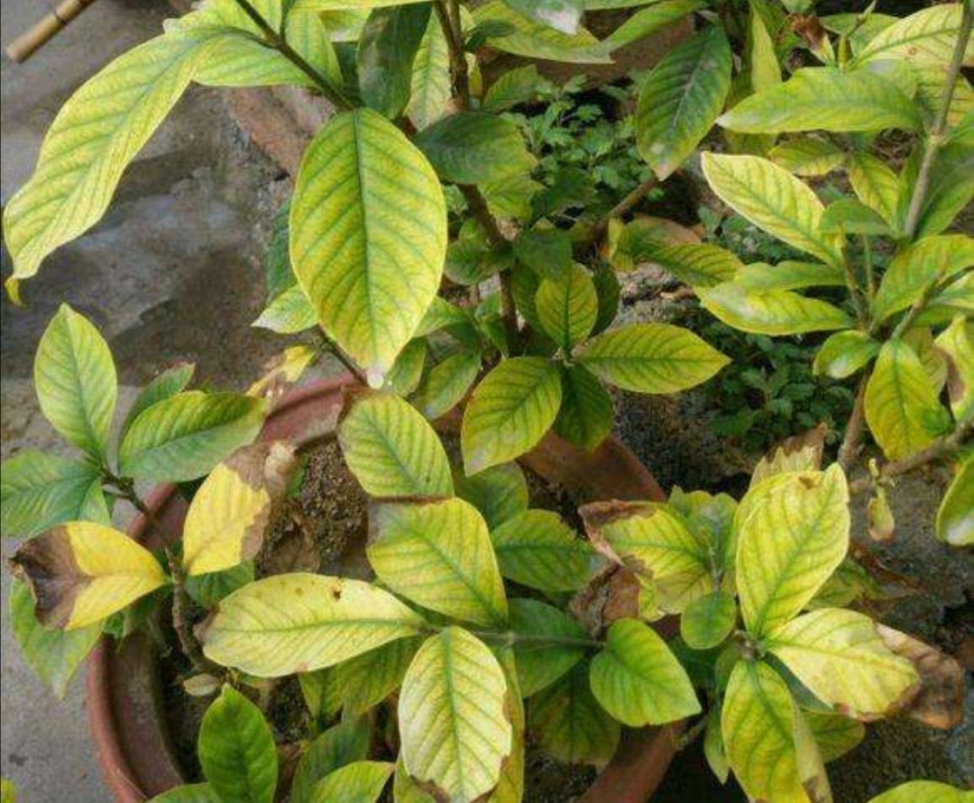 栀子花黄叶有什么管用的方法解决,栀子花黄叶怎么养护