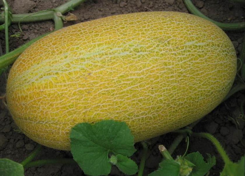 百种味道的果子,百种果实图片