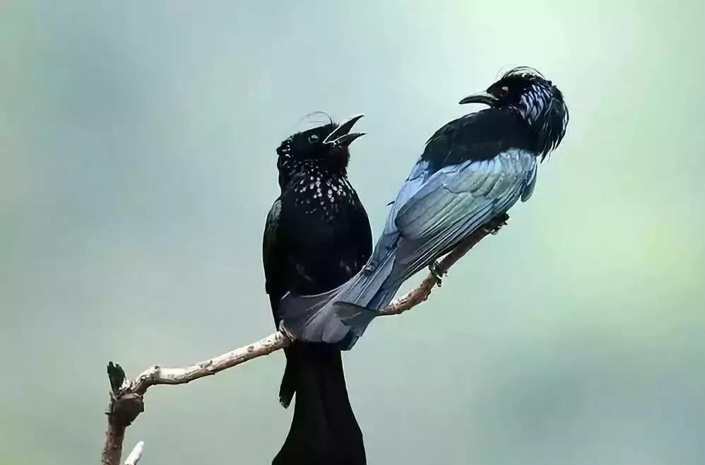 赞美百灵鸟声音好听的语句,评论百灵鸟的声音