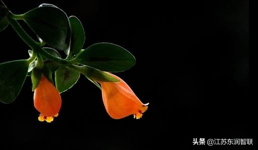 金鱼吊兰刚出现的小花苞是绿色的,金鱼吊兰开花后像小金鱼一样漂亮