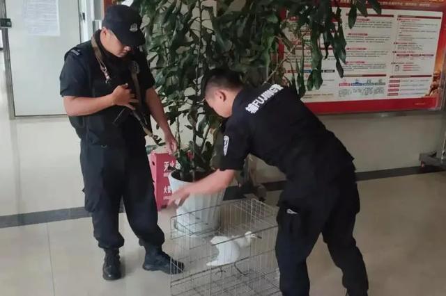 小鸟受伤怎么救治,小鸟受伤了怎么给自己治病