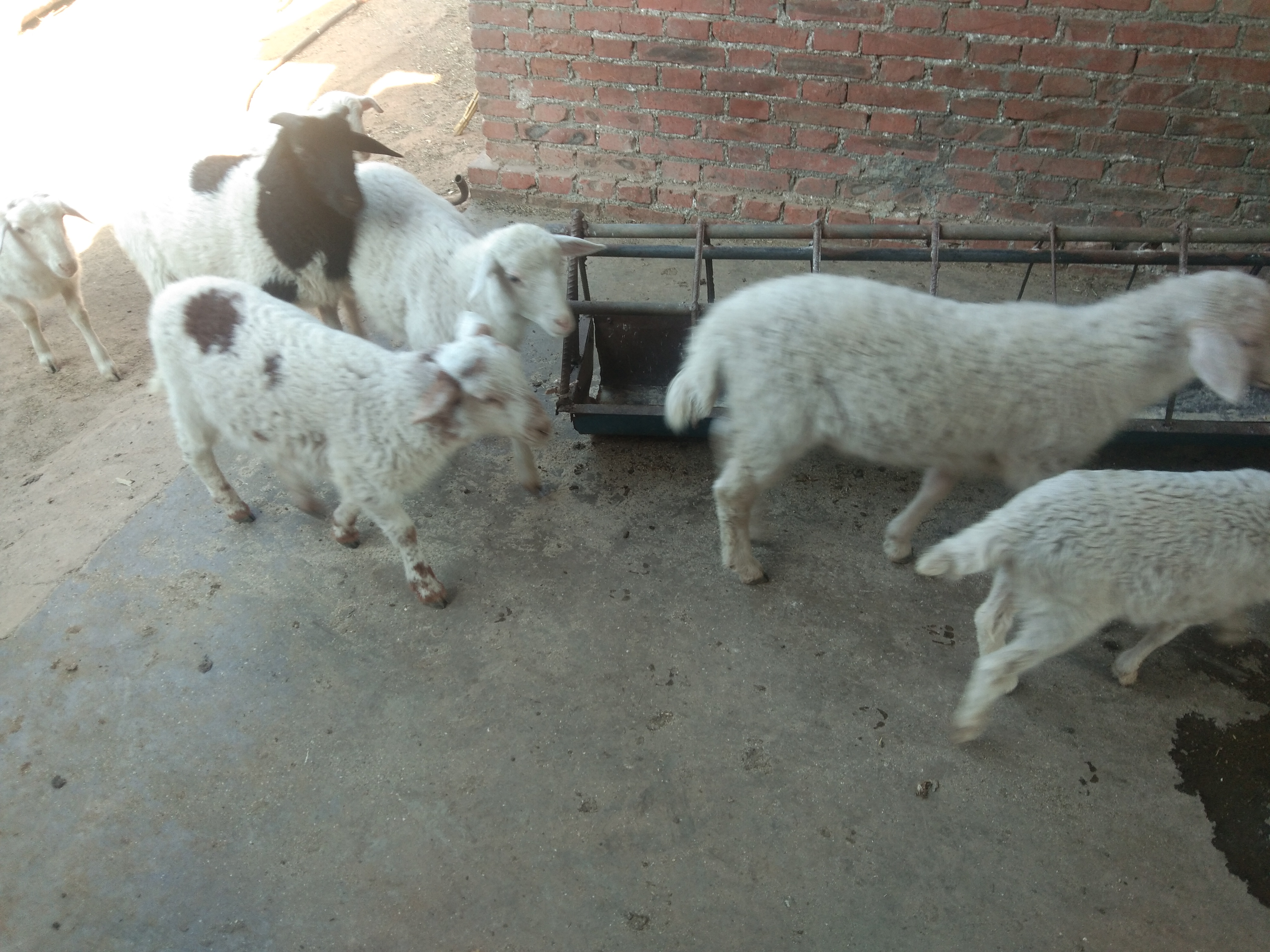 养羊人都要做的事,养羊人的最好方法