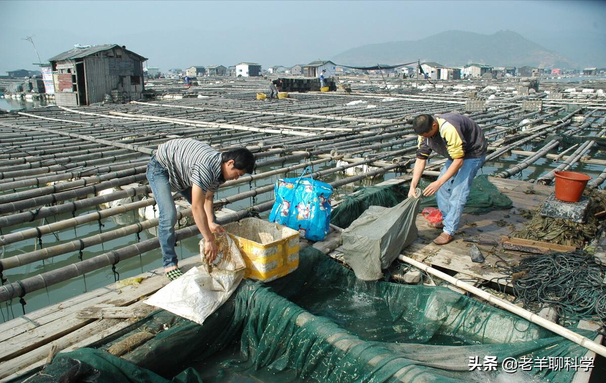 中国大黄鱼灭绝之路,东海400万尾大黄鱼放流东海