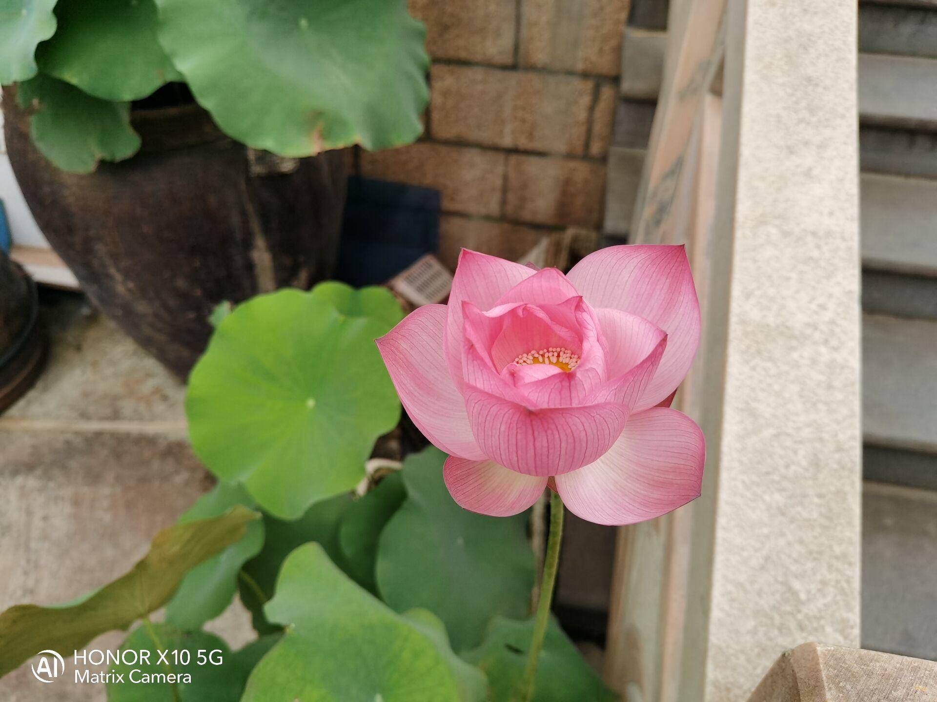 入门级5g手机推荐荣耀x10,荣耀x10是5g手机价格为什么这样低