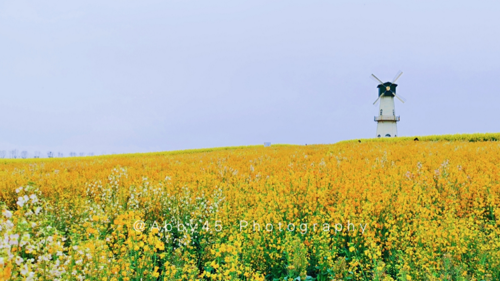 淮安四季花海,五一避开人群小众旅游地