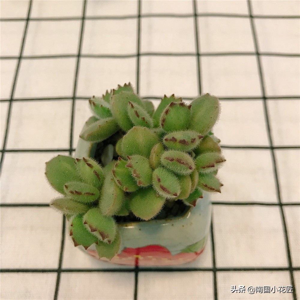 50元小熊多肉,小熊多肉多少钱一棵