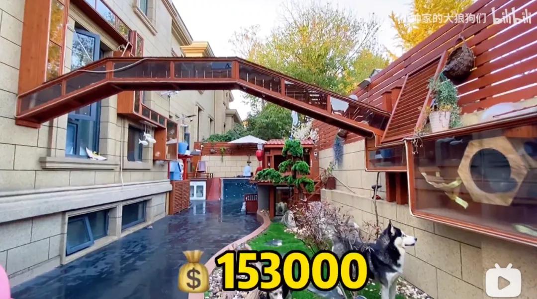 花三年建宠物乐园,花20万给狗打造乐园