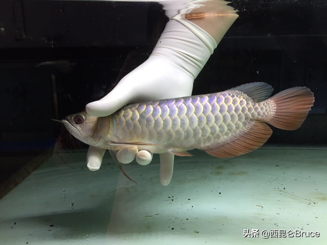 閲戦緳鍔虫柉鑾辨柉,浜旇冻閲戦緳鍔虫柉鑾辨柉