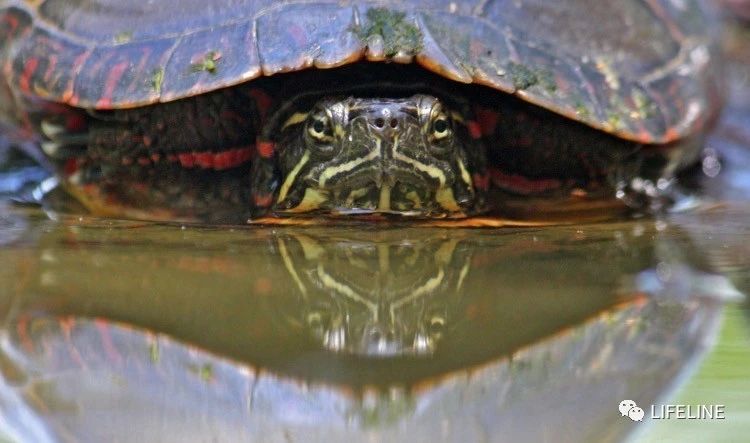 东部锦龟智商排名,红腹东部锦龟