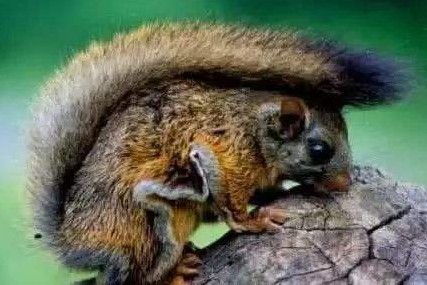 五灵脂可以活血化瘀,中药里的五灵脂有哪些功效