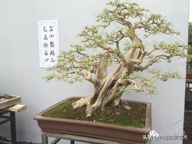 骞哥涔呬箙鐢滅敎铚滆湝,骞哥涔呬箙