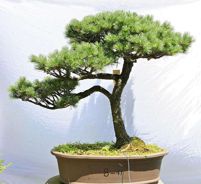 松树盆景的几种造型,各种松树盆景如何做造型