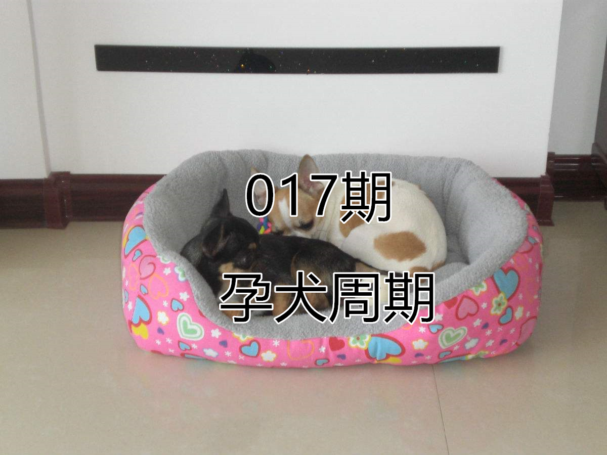 主人怀孕狗狗注意事项,孕犬产前注意事项