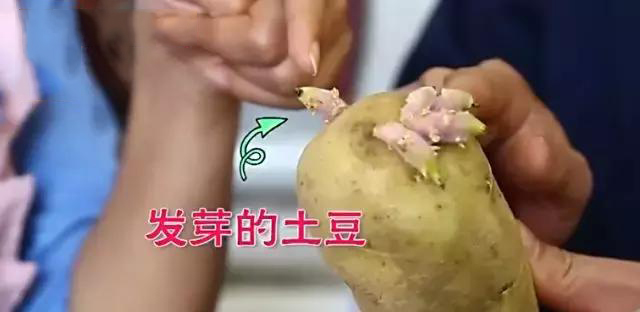 发芽的土豆炒熟了还有毒吗,土豆发芽可以吃吗有毒吗