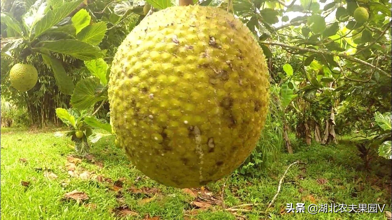 又细又长像菠萝蜜的果子,长得像菠萝蜜一样的面包果能吃吗