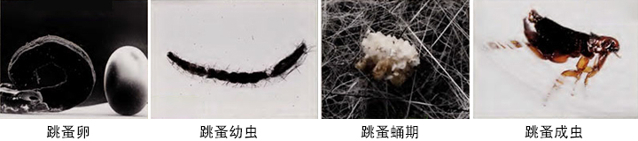 改变历史的跳蚤,微小却让人颤栗