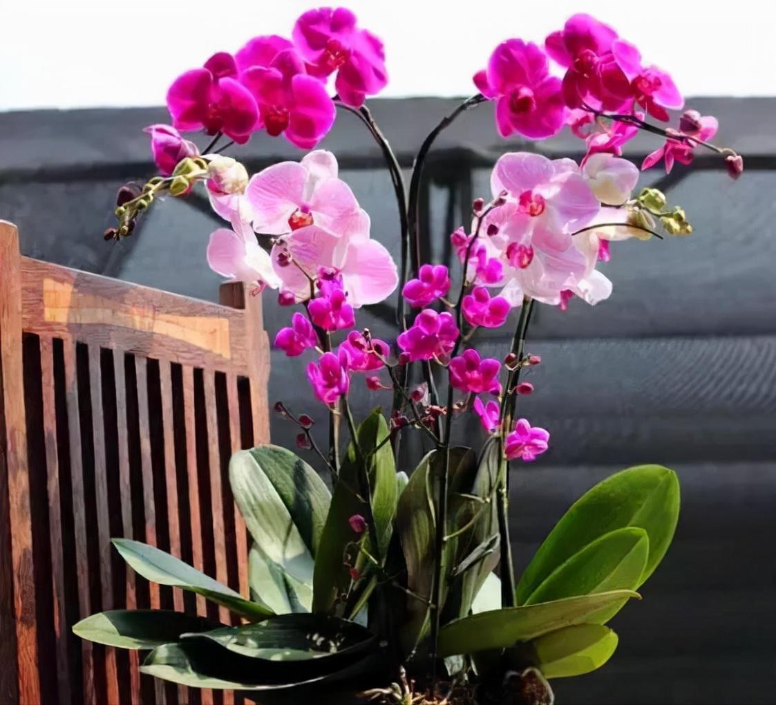 鍏拌姳绉嶇被鍥鹃壌,鐪嬭姦澶磋鲸鍏拌姳绉嶇被