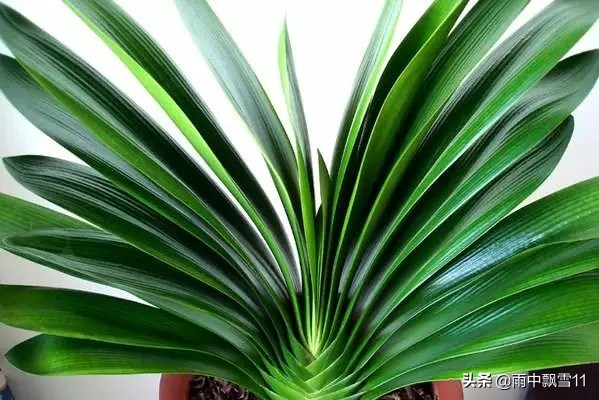 怎样让君子兰安全度过夏季,君子兰夏季怎样管理