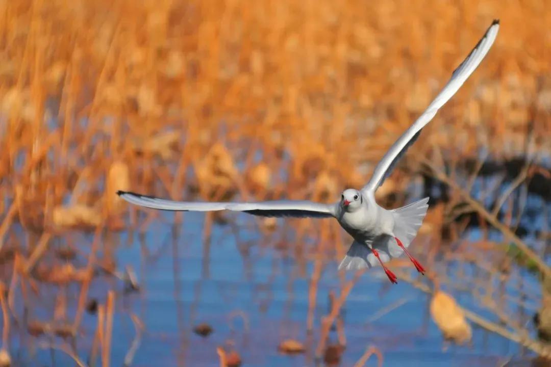 红嘴鸥到哪了,今年的红嘴鸥来了吗