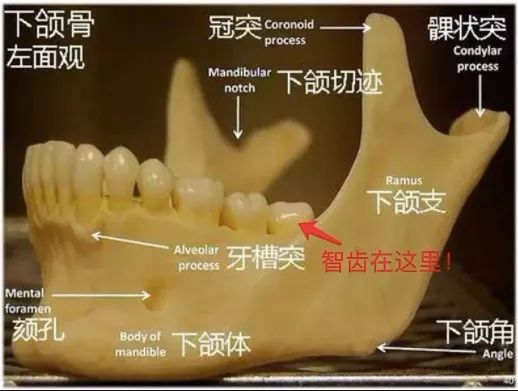 牙科行业有哪几种,牙科行业目前的痛点