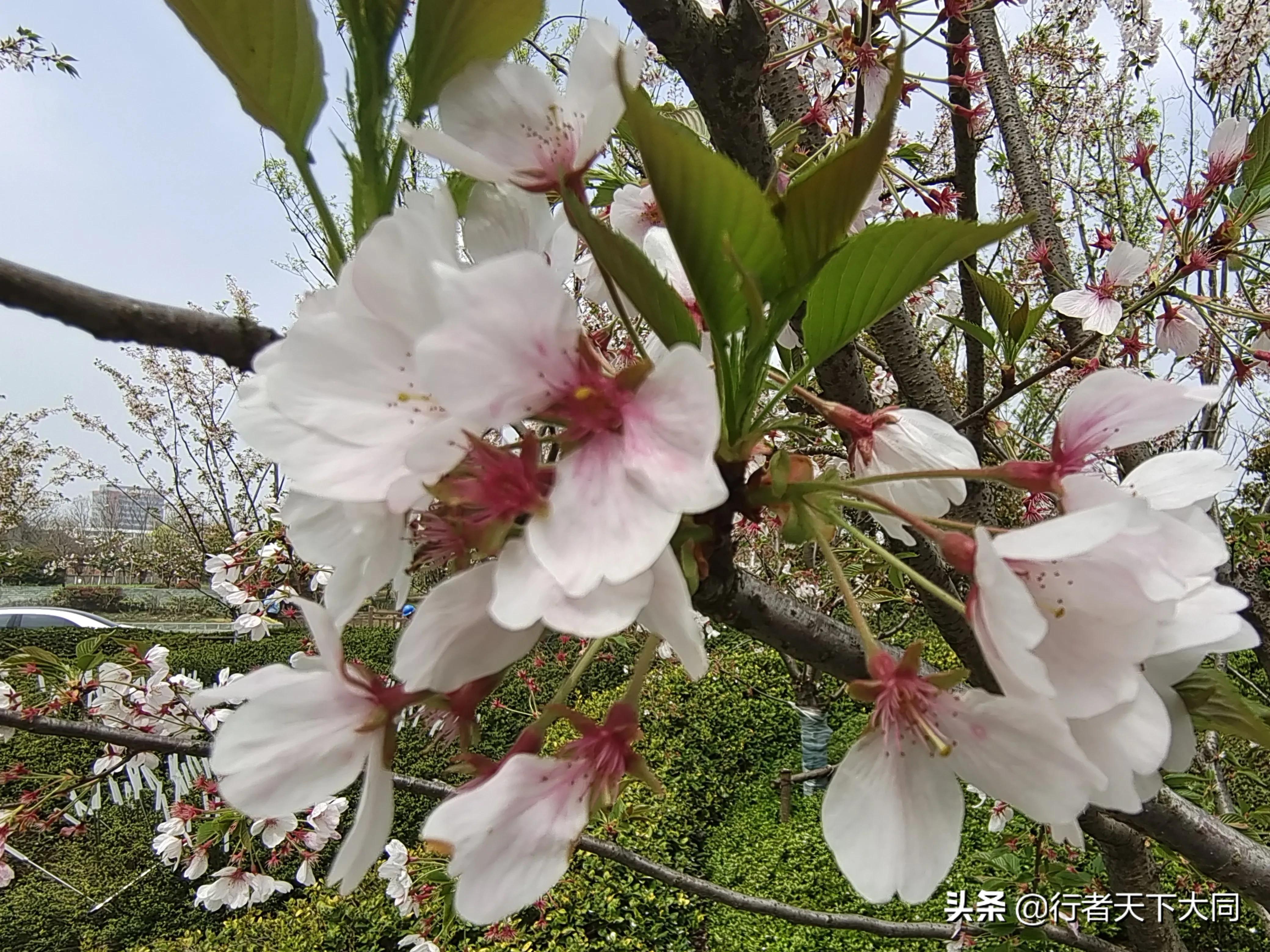 典故大全300个,一桃杀三士典故