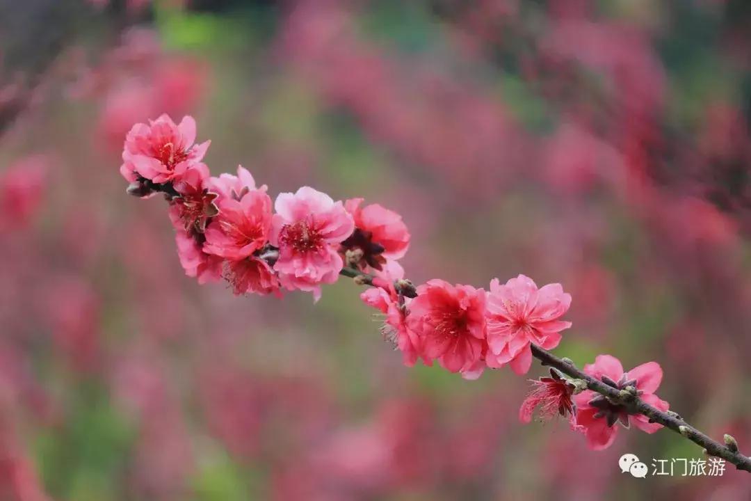 繁花似锦樱花美景,繁花似锦的花海