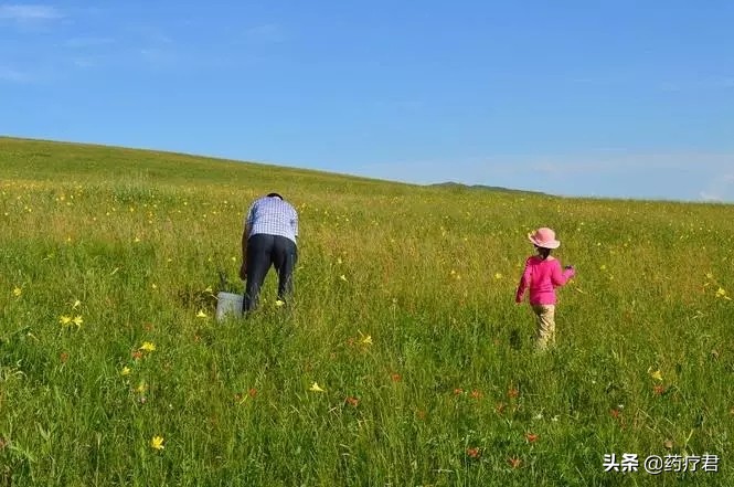 蒲公英算不算去火,蒲公英是最好的排毒草