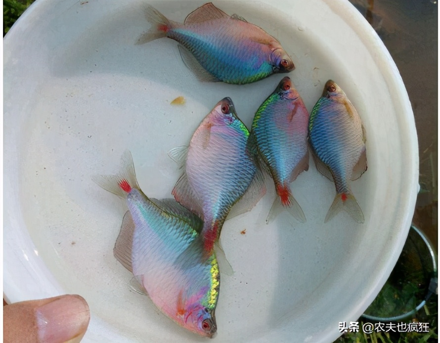十几元一斤的鱼当地人却拿来喂猪,野生垃圾鱼