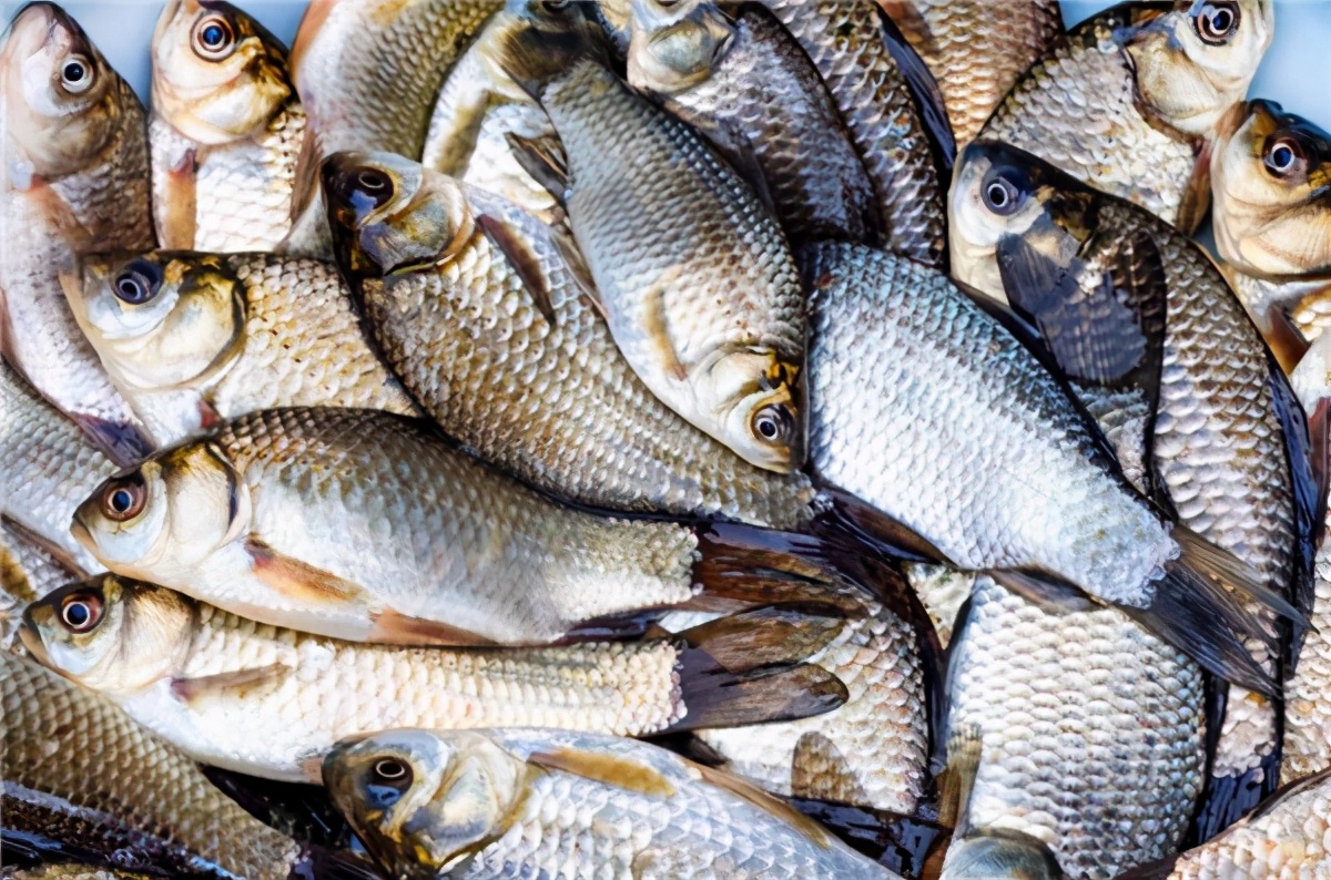 买鲫鱼和鲤鱼有什么区别,买鲫鱼大的好还是小的好