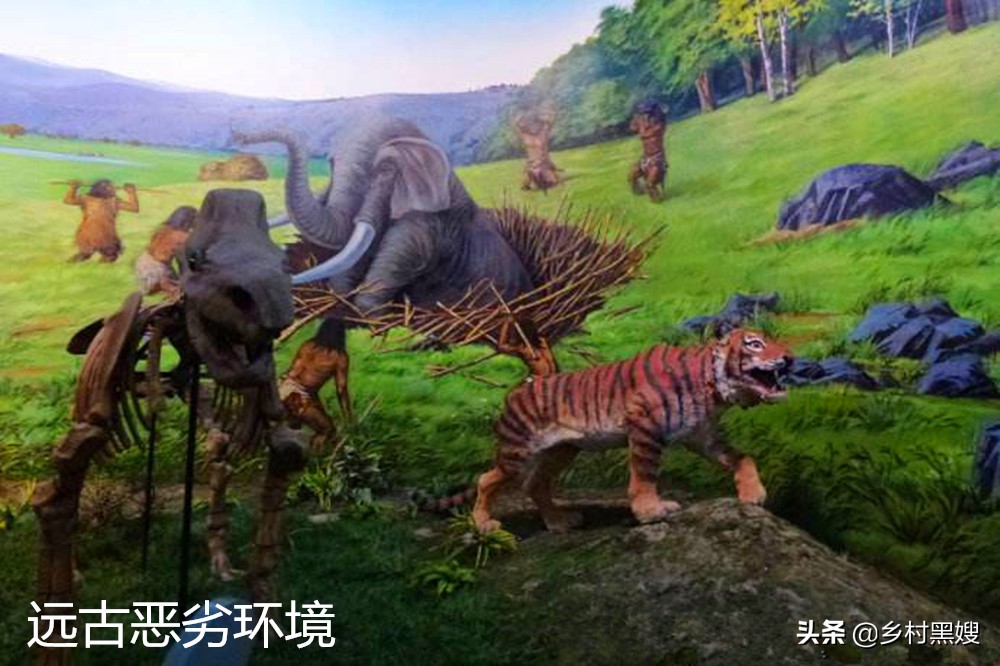 农作物棉花来自哪里?是国产吗?一口气搞懂棉花的前世今生