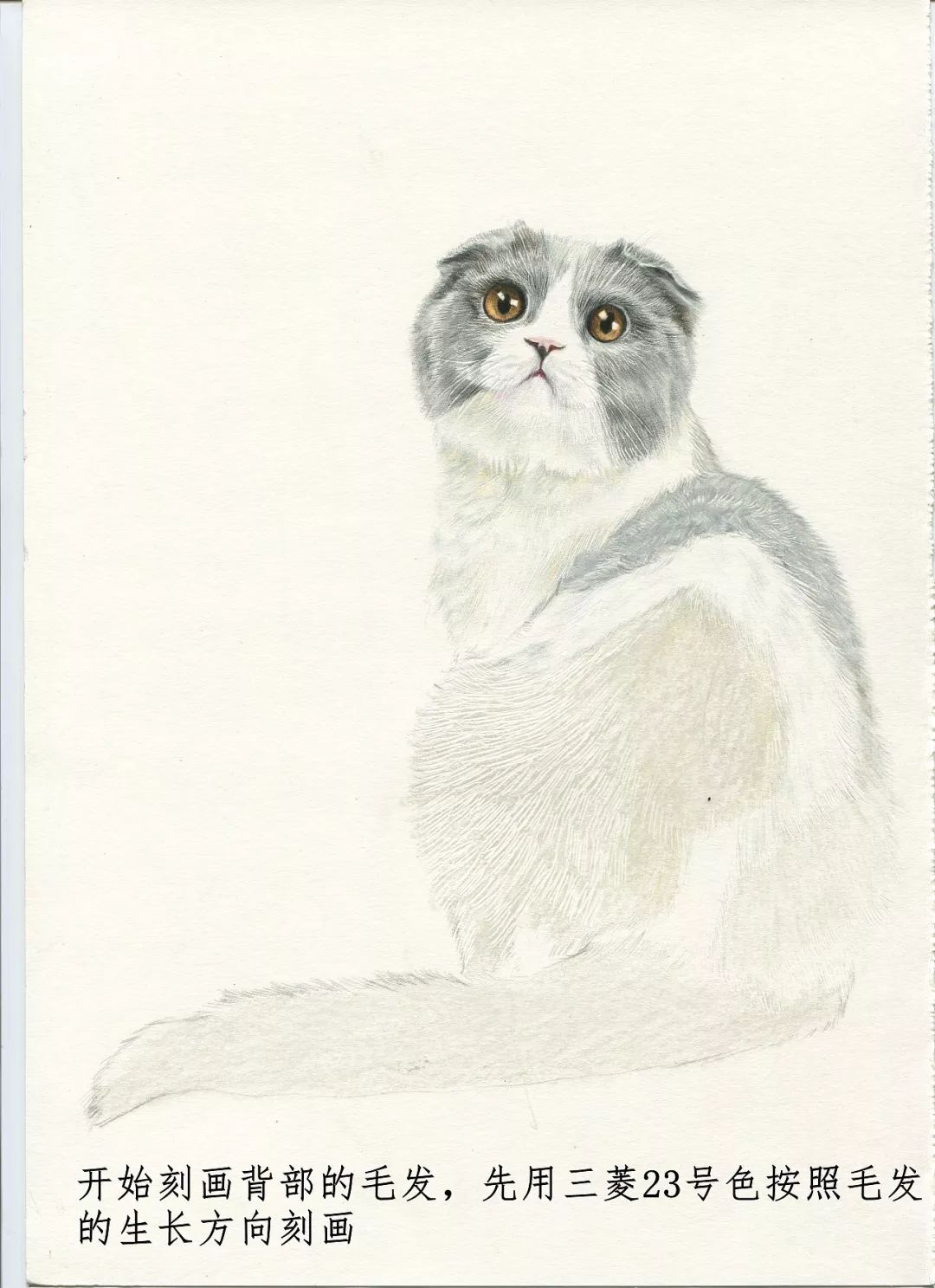 素描动物入门知识,素描动物简单入门教程狗