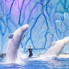 珠海长隆三日游攻略及住宿,珠海长隆游玩攻略3天2晚住宿套票