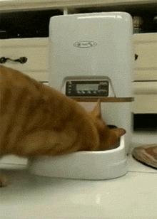 猫咪挑食不拉屎怎么办,猫咪挑食不吃猫粮可以放猫薄荷吗