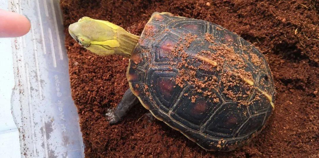 两种国龟的悲歌——古时的山泽常客到现今的附录稀客