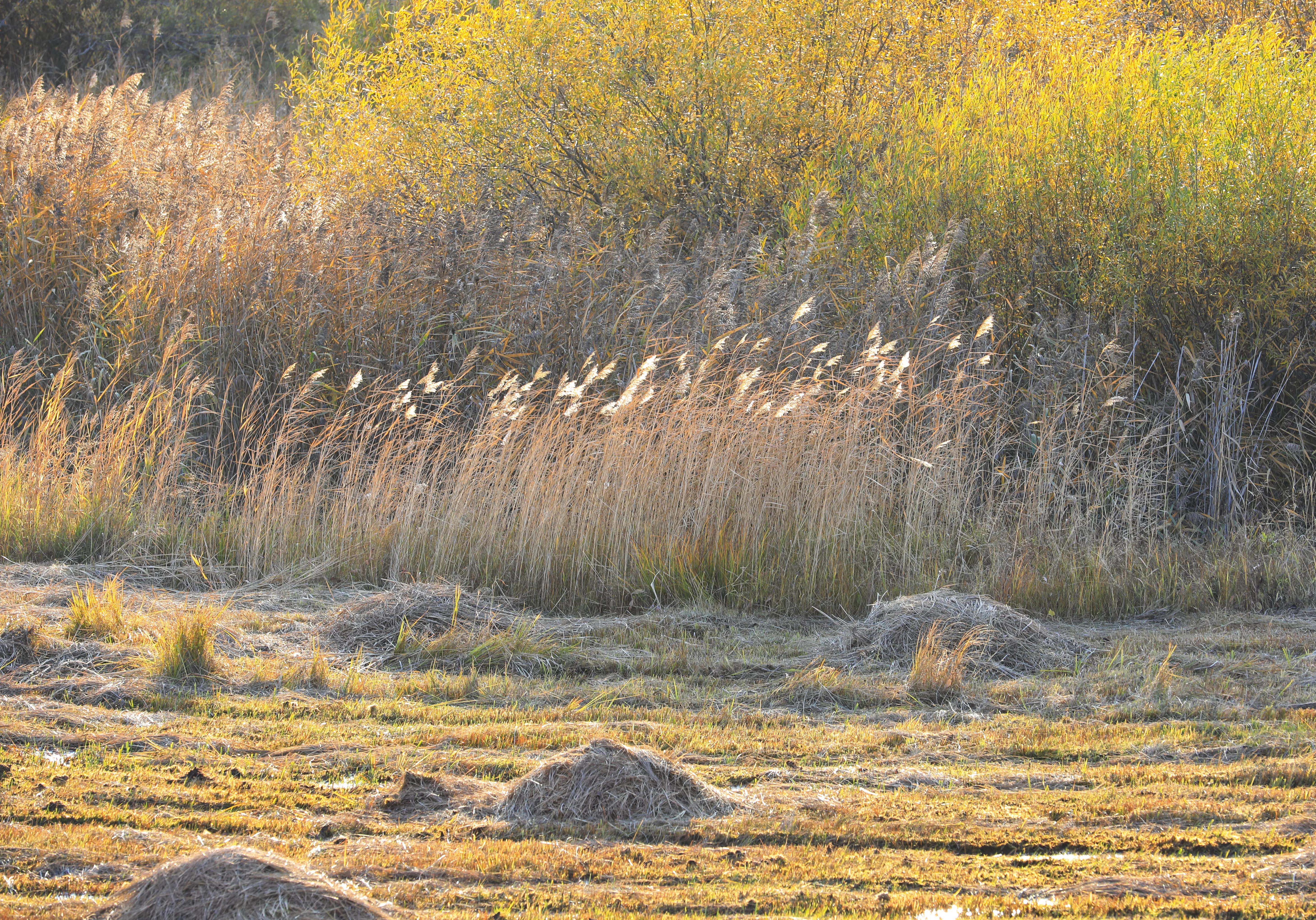 坝上秋色草原,坝上草原游记作文