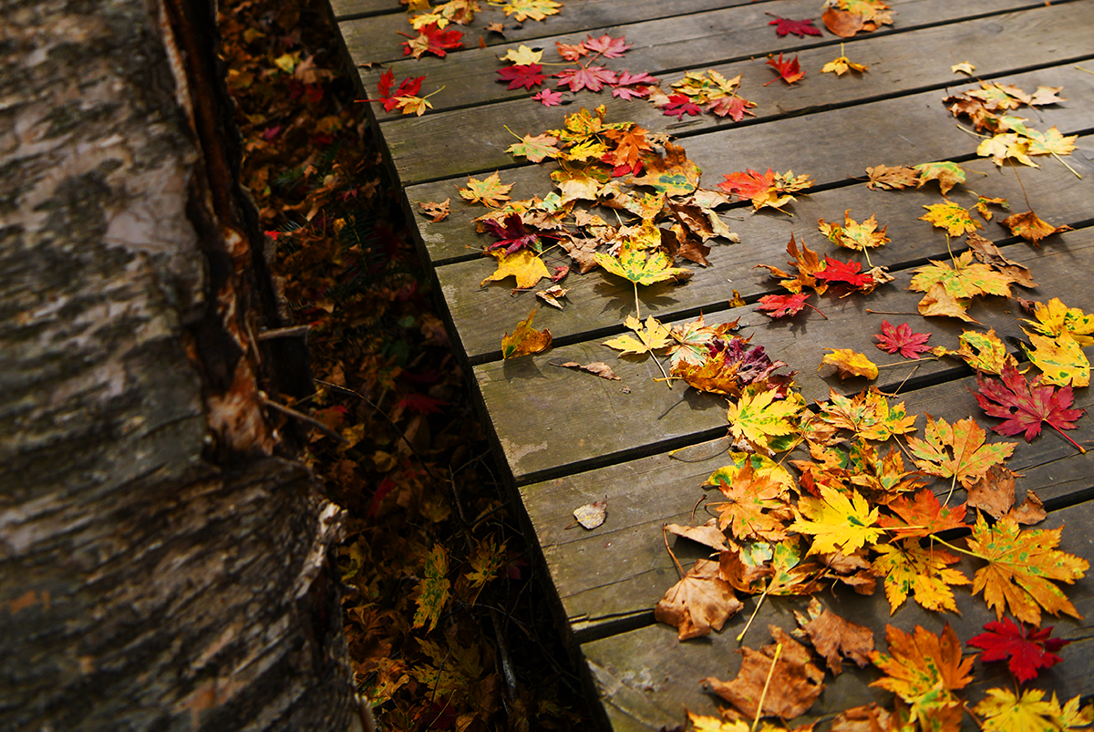 落英缤纷是落花吗,落英缤纷是叶子吗
