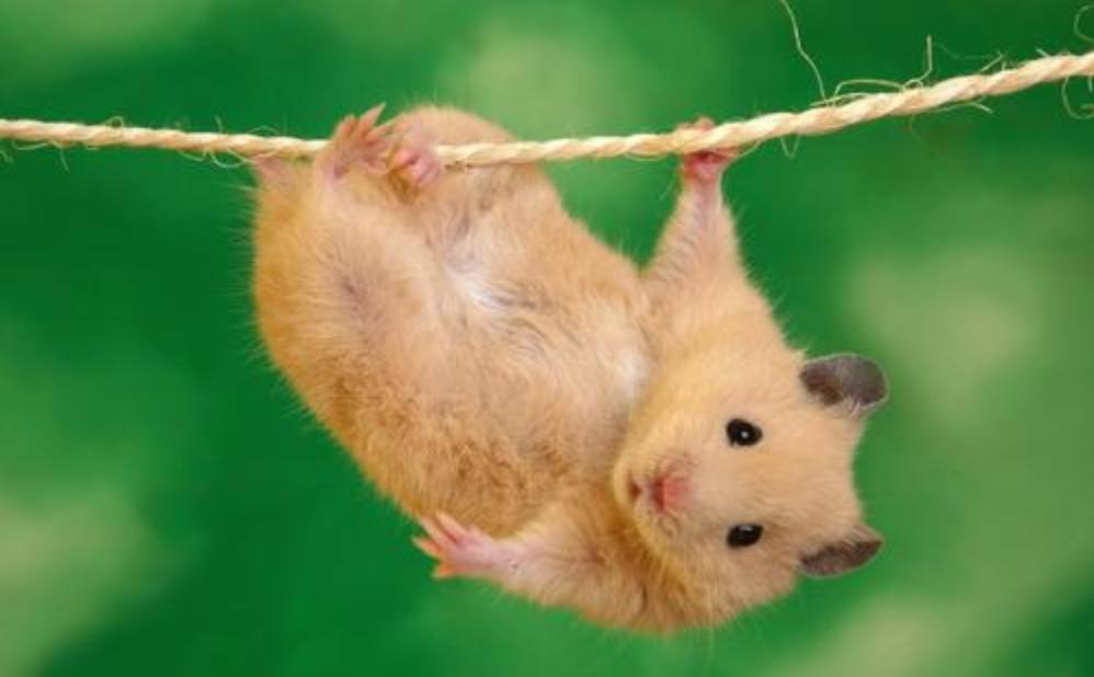 养仓鼠要记住的小知识,养仓鼠必须知道的8大常识问题