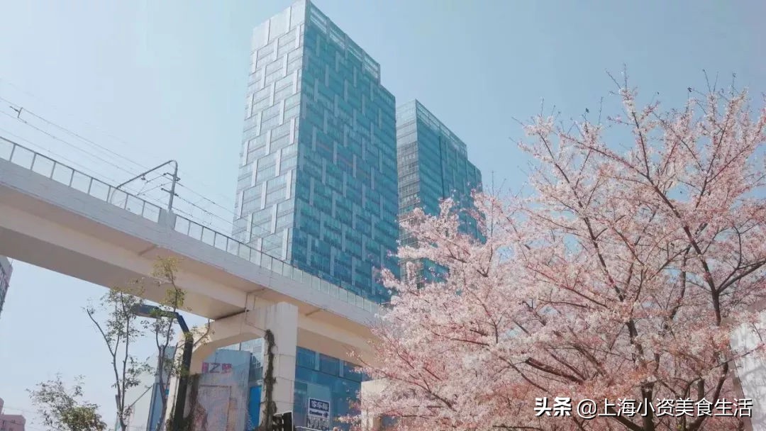 顾村公园一年一度赏樱,顾村公园赏樱点