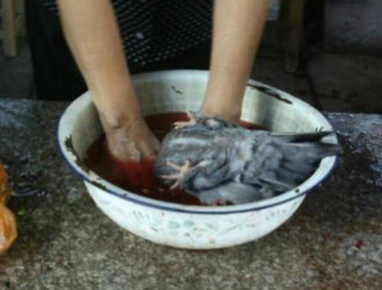 鸽子是放血杀好还是淹死好,为什么很多老人说杀鸽子要用水