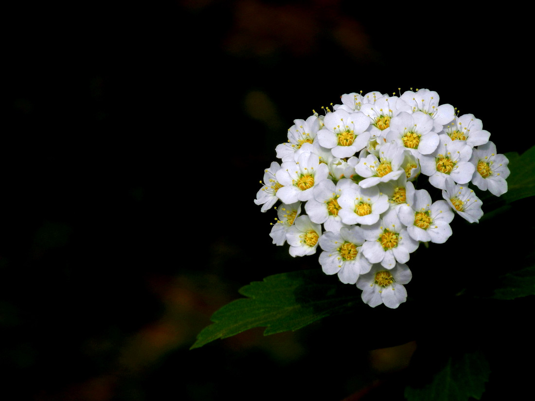 能治跌打损伤的植物图片,七叶一枝花治疗跌打损伤经验