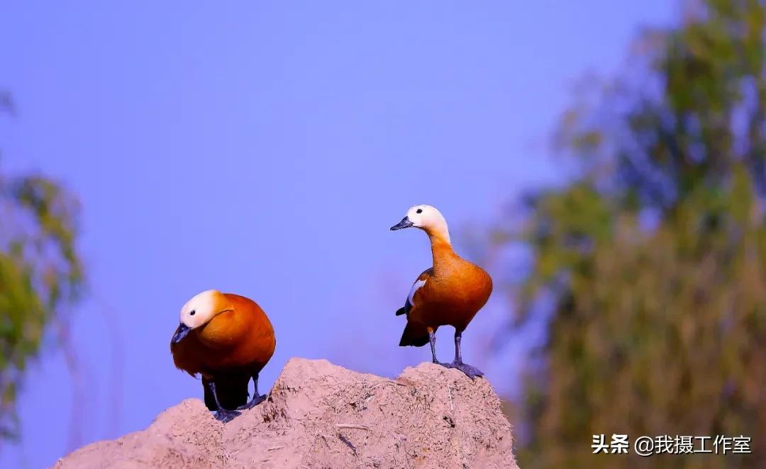 第16届国际摄影艺术展获奖作品,第29届全国摄影艺术展览作品集