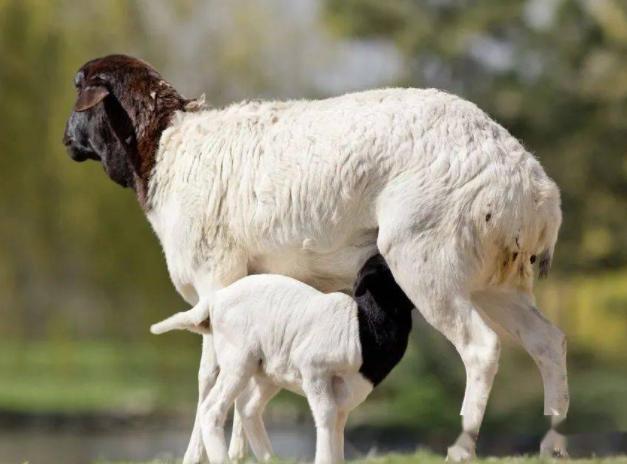 羊产后不吃东西怎么办？母羊产后不反刍不吃草，可以试试这些方法