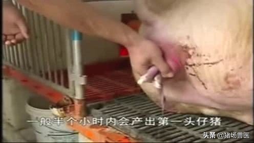 母猪产仔慢，急死人！这是难产吗？是直接掏掏掏？还要做到这七点