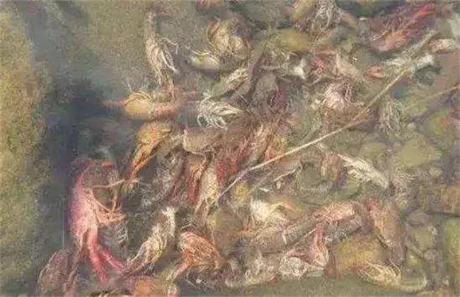 小龙虾生病死亡的症状,小龙虾脱壳死亡原因