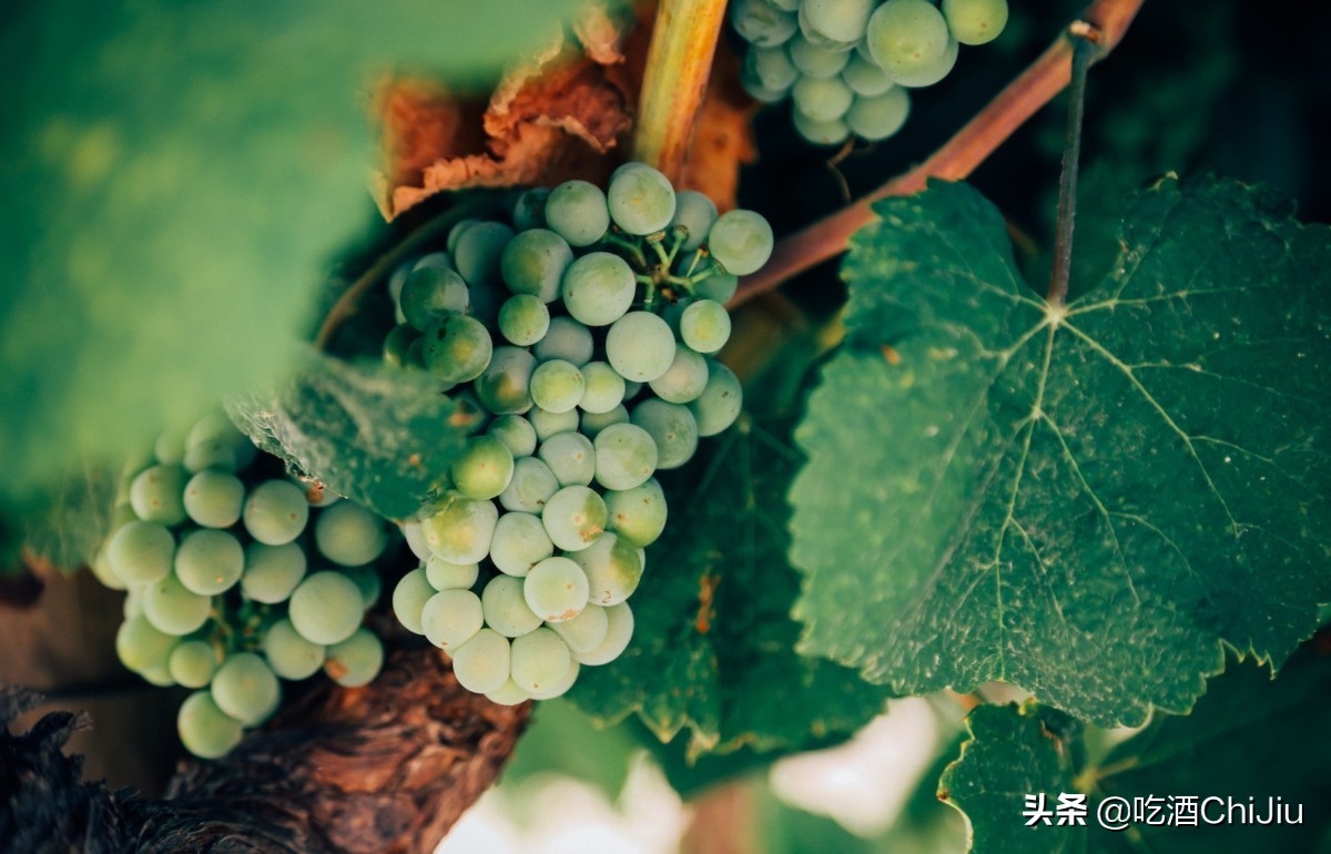 意大利红酒比澳洲红酒好喝又便宜,意大利红酒不好喝吗