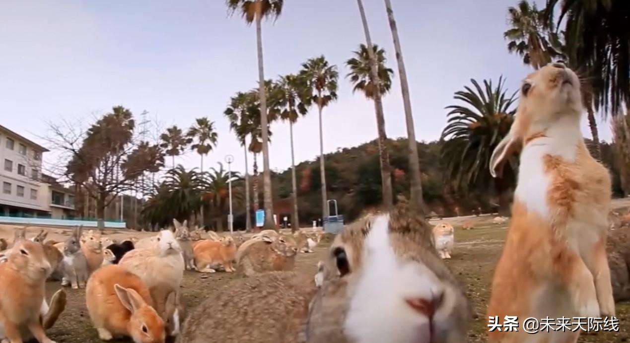 “人兔大战”澳洲完败，上百亿只野兔真的吃不完
