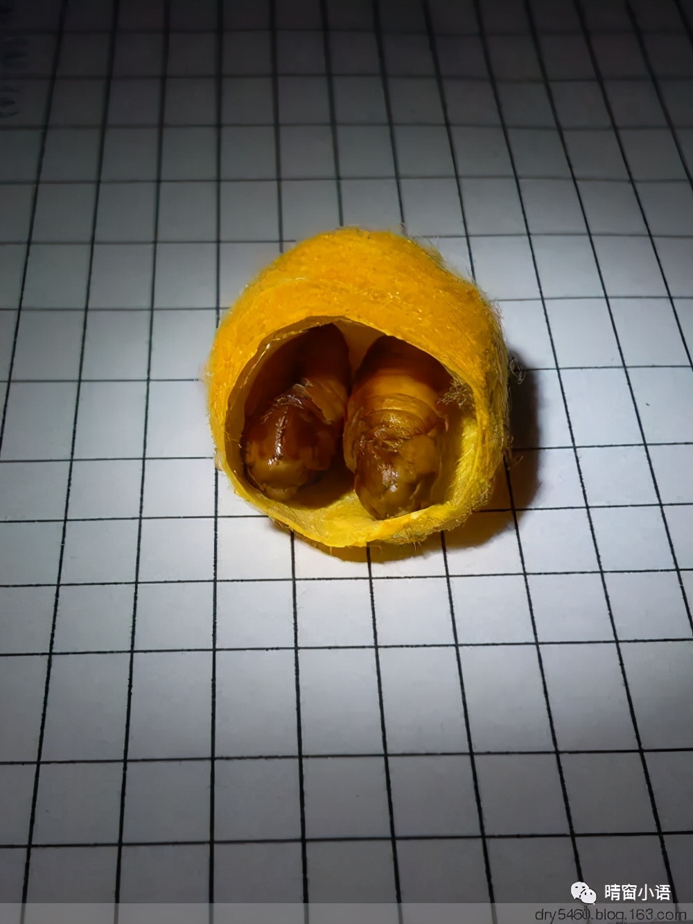 养蚕记怎么写三年级200字,蚕化蛹为蝶的过程总结