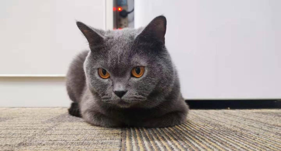 这种会吃蟑螂的小可爱，真的不考虑养一只嘛？